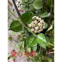 在飛比找蝦皮購物優惠-🌸毬蘭🌸愛心毛帽（圖一為花照，圖二為販售小苗持續生長中，隨機