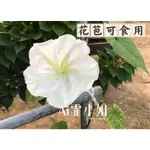 【AI霏小姐】白花夕顏種子（花苞可食用） 日本金針花 月光花