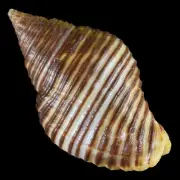 POLLIA UNDOSA (Tamil Nadu, India) 29.6mm #47520