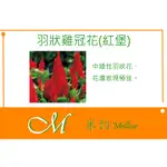 《MEILLEUR》羽狀雞冠花(紅堡)種子10元 40粒