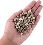 50 Seashells Snail Shells Fairy Garden Miniatures Assorted Craft Lot Mixed