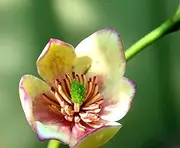Michelia figo “Lady of The Night” x 1 Plant. Magnolia-Like Fragrance Shrub