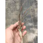 綠房子空氣鳳梨 T.LIMBATA X BULBOSA