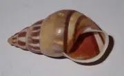 35 mm GREAT Amphidromus Quadrasi Land Snail Shell #AB7 From Bugsuk Island