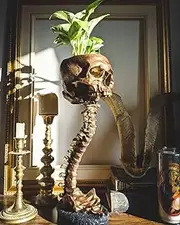 RQPQBO 12In Skull Planter with Spine Standing Realistic Resin Skull Planter Pot Skull Flower Pot Skull Pot Gothic Planter Halloween Decor Home Office Desk Decorations Crafts (Bronzer)