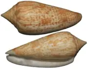 555 seashells Conus armadillo 70.5mm F++, superb pattern and color