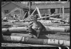 Photo:Lumberjack resting on pile of logs, near Effie, Minnesota