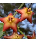 毬蘭 紅海星 蘿藦科 2吋盆 穩根 觀賞植物 [植藝佳]