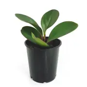 70mm Peperomia Jade - Peperomia magnoliifolia
