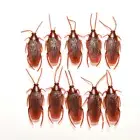 10 pcs Prank Funny Trick Joke Special Lifelike Model Fake Cockroach Roach SYL