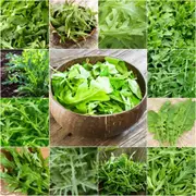 Rocket - Heirloom Mix seeds