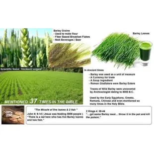 Amazing Pure Organic Barley 驚人的純有機大麥