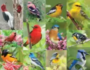 Springbok Birds of A Feather 36 Piece Jigsaw Puzzle