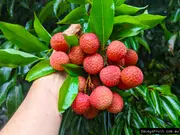 Buy Lychee Bosworth 3 Trees (Litchi chinensis)