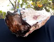 6 Lb 10Oz Natural Rare Opalized Mirror Polished Multicolor Big Petrified Wood Uv