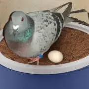 2 Sets Pigeon Breeding Supplies Bird Egg Basin Pigeon Nesting Bowls