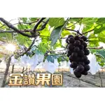 金讚果園-大村巨峰葡萄（套袋）（6月採收，預約中）