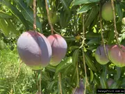 Buy Dwarf Mango Sensation Grafted Fruit Trees (Mangifera indica)