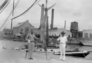 Blue Marlin In Cuba 1940 Old Fishing Photo
