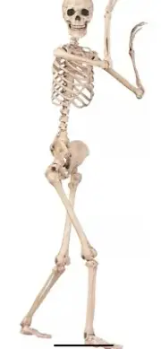 Crazy Bonez Pose-N-Stay Life Size 5 FT Skeleton with Realistic Posable Moveable