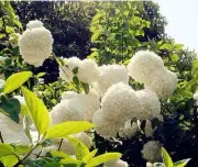 50 White Hydrangea Flower Seeds Laurustinus Garden Flower