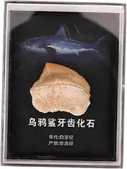 BUGUUYO Fossilized Model Decor Teaching Tool for Paleontology Unique Teeth Decoration Elegant Box for Geology Enthusiasts Collectors