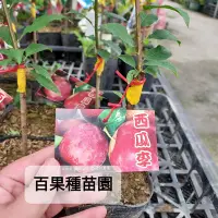 在飛比找Yahoo!奇摩拍賣優惠-百果種苗園※西瓜李※嫁接苗