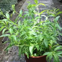 在飛比找蝦皮購物優惠-香草植物：檸檬馬鞭草盆栽