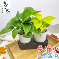 在飛比找蝦皮商城優惠-【小品文化】黃金葛 綠蘿【現貨】3吋雙子免澆水盆栽 懶人盆栽