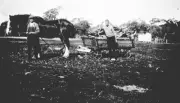 Boyeo Victoria 1930 Men collecting wood in a horse-drawn wagon OLD PHOTO