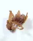 Leaf-Cutter Ant Worker: Acromyrmex sp. (Formicidae) BELIZE Hymenoptera Insect