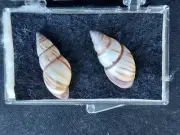 #0066 Pair of Drymaeus Multilineatus Boyn. Bch. Fl. appr. 23mm land snail shells