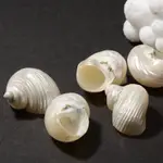 寄居蟹替換殼 白月光螺 夜光蠑螺 白貝殼 拋光螺殼 貝殼 白蠑螺
