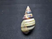 #1960d Liguus castaneozonatus approx. 54mm land snail shell