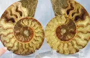Large Ammonite Pair Nice Crystals 7.4" 110myo Dinosaur age 187mm 4351cc