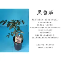 在飛比找蝦皮購物優惠-心栽花坊-黑番茄/番茄/花青素/蔬菜/水果苗/售價120特價