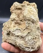 Fossilized Coral Devonian Crystal Indiana Quartz Calcite Limestone 945 Grams