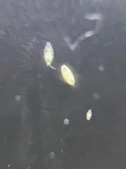 Seed Shrimp Ostracod starter pack Live Food Starter Pack (100++)