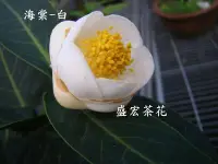 在飛比找Yahoo!奇摩拍賣優惠-【盛宏茶花】茶花品種︱C嫁接茶花︱白海棠C826