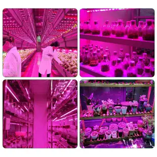 Led 生長燈全光譜 5V USB 生長燈條 2835 LED 植物燈, 用於植物溫室水培生長 100cm