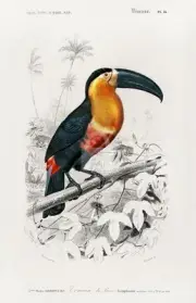 Toucan - Dictionnaire D'histoire Naturelle, 1892 Fine Art Postcard NEW