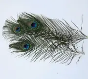 100 PCS beauful natural peacock feathers New Hot sale 10/12 inch ,