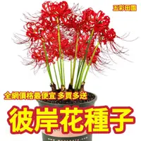 在飛比找蝦皮購物優惠-台灣 免運🔥🔥【彼岸花種子】招財盆栽 彼岸花 四季開花 曼珠