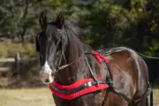 MEDUIM PONY SIZE Beginner HARNESS made from Beta Biothane