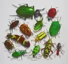 VINTAGE BUGS-Insects Beetles Lady Ant Stink Pests Science Nature T shirt S-2XL