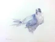 Hawk, Birds, Watercolor artwork, Handmade, Original painting on paper
