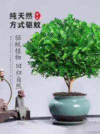 在飛比找Yahoo!奇摩拍賣優惠-清香胡椒木盆栽花卉室內外驅蚊草樹苗老樁盆景九里香綠植客廳~麗