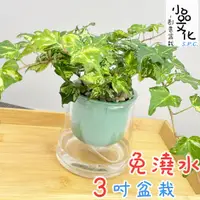 在飛比找蝦皮商城優惠-【小品文化】黃翠斑常春藤【現貨】3吋山形免澆水盆栽 室內植物