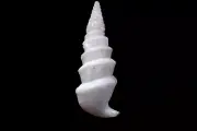 Tatskieshells - Rhinoclavis fasciata (RARE FIND! STEEP SPIRE VARIANT) 46mm