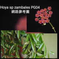 在飛比找蝦皮購物優惠-【天堂花園 Paradise Garden】菲律賓毬蘭Hoy